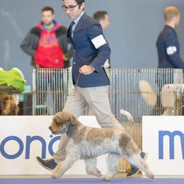 Lagotto Romagnolo Puppies from Northwest Lagotto