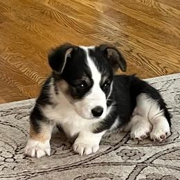 Shorty - Black and tan male Pembroke Welsh Corgi puppy in Vernal, Utah from Bingo's Kennel