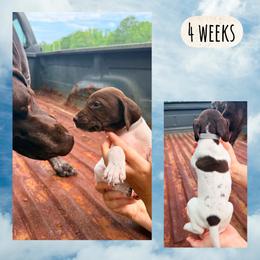 Olive - White and liver female German Shorthaired Pointer puppy in Macclenny, Florida from Dillon's GSPs