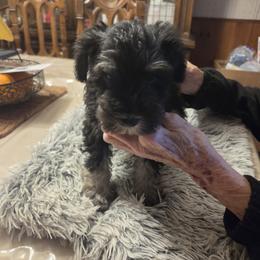 Miniature Schnauzer Puppies from Aljamar and suelen