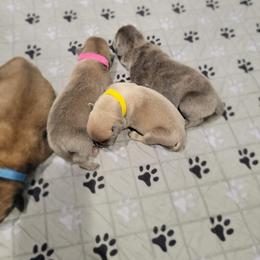 Pink collar female - Gray and fawn female Cane Corso puppy in Westerville, Ohio from Elite Empire Cane Corso
