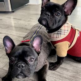 French Bulldogs from FIRMEFRENCHIEZ_909