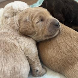 Vincent - Apricot male Goldendoodle puppy in Stockton, California from Port City Doodles