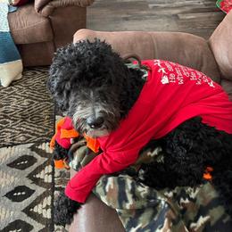 Aussiedoodle All Grown Up from Pawsitively Doodles