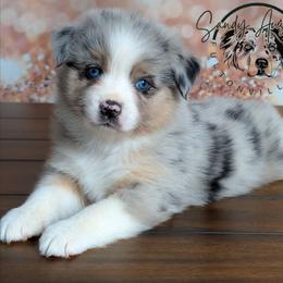 Hope - Blue merle female Australian Shepherd puppy in Fultonville, New York from Sandy Aussies & Pomeranians