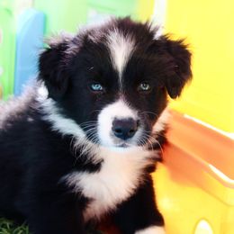 Australian Shepherd Puppies from Tru Blu Aussies