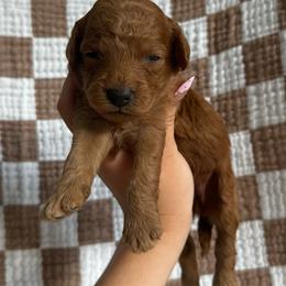 Savannah - Red  female Goldendoodle puppy in Alamance County, North Carolina from Doodle Squad Puppies