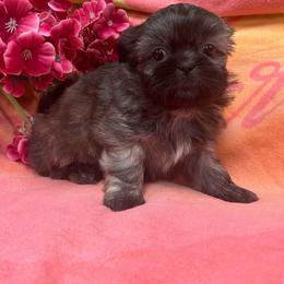 Girl 2 - Brindle female Shih Tzu puppy in Hibbing, Minnesota from Iron Range Shih Tzu and Puppies