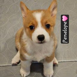 Penelope - Red female Pembroke Welsh Corgi puppy in Frontenac, Kansas from Holloway Corgis