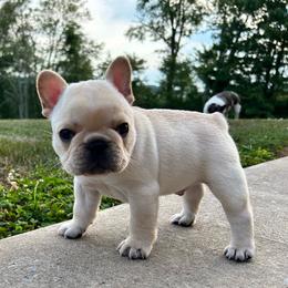 Boy 1 w/red collar - French Bulldog puppy from Bush Hill Frenchies