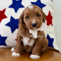 White collar BUZZ - Apricot male Goldendoodle puppy in Salem, Utah from Aspen Doodles Utah