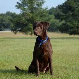 Labrador Retriever All Grown Up from Champion Retrievers