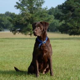Labrador Retriever All Grown Up from Champion Retrievers