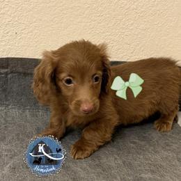 Kevin - Chocolate male Dachshund puppy in Clearlake Oaks, California from K’s Homestead