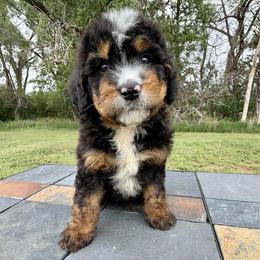 Tri Boy 4 - Tri-color male Bernedoodle puppy in Sioux Falls, South Dakota from WhiskeyCreek Doodles