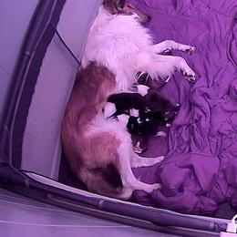 Collie Puppies from Jolly Collies