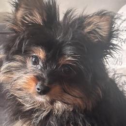 Companion Crosses, Goldendoodles, Pomeranians, and Yorkshire Terriers from Dbos Furry Friends