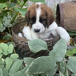 Whirlwind - Brown and white male Saint Berdoodle puppy in Traverse City, Michigan from Bare Paws Saint Berdoodles