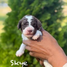 Skye - Parti female Poodle puppy in Dover, Delaware from Dogtastic Poodles