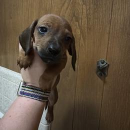 Striker - Wild boar male Dachshund puppy in Athens, Texas from County Road Puppies