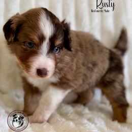 Rusty-red merle boy - Red merle male Miniature Australian Shepherd puppy in East Berlin, Pennsylvania from Dusty Spring Australian Shepherds, LLC