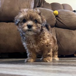 Nutmeg - Brindle female Shihpoo puppy in Mason, Illinois from Rockiń N Kennel