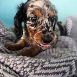 Cosmo - Dapple male Dachshund puppy in Riverdale, Utah from Holly Jolly Dachshunds