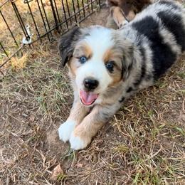 Frank - Red tri-color male Miniature American Shepherd puppy in Prairie Grove, Arkansas from IQ Farms