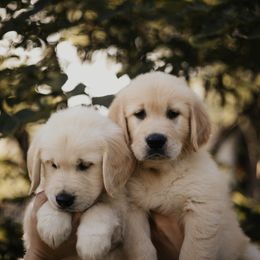 Golden Retriever Puppies from Rosemary Goldens