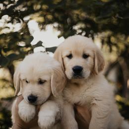 Golden Retriever Puppies from Rosemary Goldens