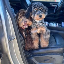 Harlow - Bernedoodle