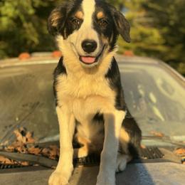 Luigi - Tri-color male Border Collie puppy in Surgoinsville, Tennessee from Smokey Mountain Vizslas & Border Collies