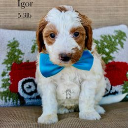 Igor - Parti male Goldendoodle puppy in Comanche, Texas from Central Texas Doodles, LLC.
