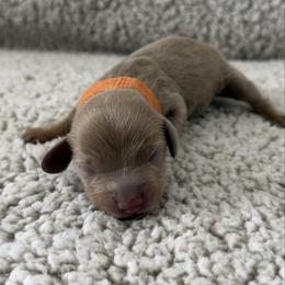 Nino - Fawn (isabella) and tan male Dachshund puppy in Lawrenceville, Georgia from Chivi Paws