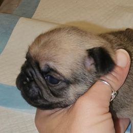 Horus-Green Collar - Fawn male Pug puppy in New Braunfels, Texas from Kex Pug Haus