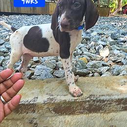 Blue - Liver and white male German Shorthaired Pointer puppy in Dahlonega, Georgia from Pointer Mountain Bird Dogs