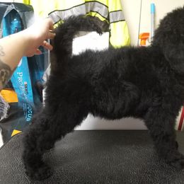 Chihuahua and Poodle Puppies from October Glory Standard Poodles