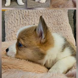Oates - Red male Pembroke Welsh Corgi puppy in Frontenac, Kansas from Holloway Corgis
