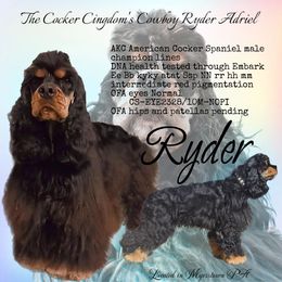 Ryder - Cocker Spaniel