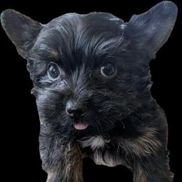 Lucky-(LKN060726-KBM) - Black and gold male Yorkshire Terrier puppy in Gatesville, Texas from KontryKritterz Yorkies