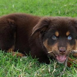 Boy 1 - Red tri male Miniature Australian Shepherd puppy in Lawton, Oklahoma from Lindsey’s Aussies