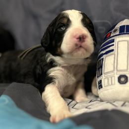 Bernedoodle Puppies from Elite Bernedoodle Besties LLC