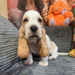 Sonny - Red and white male Basset Hound puppy in Pilot Mtn, North Carolina from Lowdown Love Basset Hounds