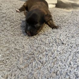 Poodle and Yorkipoo Puppies from Tuts Pups Cafe