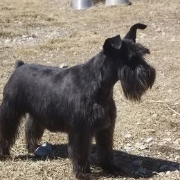 Jazz - Miniature Schnauzer