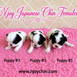 Japanese Chin puppies from Njoy Japanese Chin
