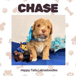 Chase - Apricot male Australian Labradoodle puppy in Raleigh, North Carolina from Happy Tails Labradoodles