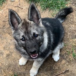Norwegian Elkhounds from Aspen Norwegian Elkhounds