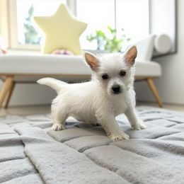 Wesley - White male West Highland White Terrier puppy in Bowling Green, Kentucky from Tiffany's Papillons