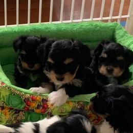 Havanese Puppies from Willowbrook Havanese